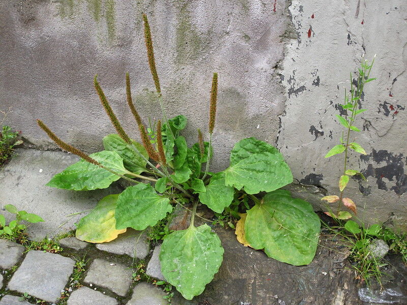 Plantain1.jpg